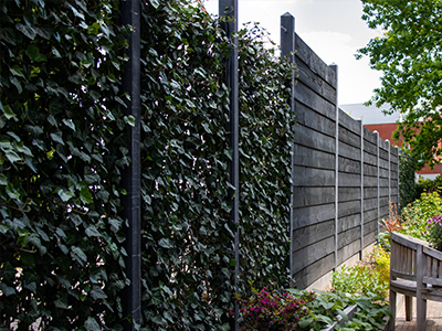 hedera schutting