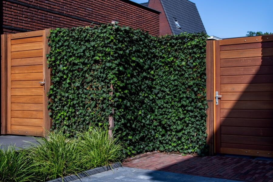 Hedera schutting tussen hardhouten poortdeuren.