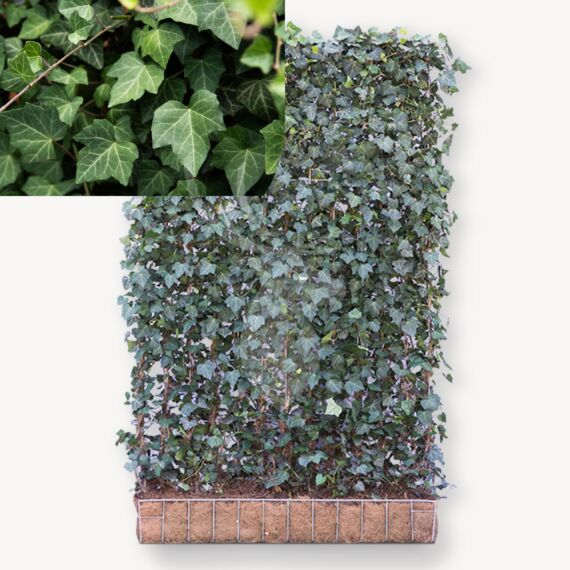 Hedera Helix Woerner