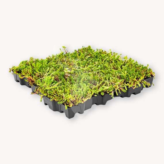 Sedum cassette