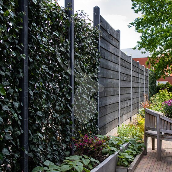 garen Op de kop van specificatie Hedera Helix Woerner | Vandentop Tuinhout