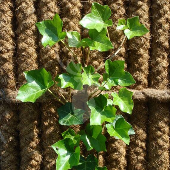 Kokowall plantkrammen 