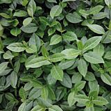 Euonymus Dart’s Blanket