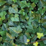 Hedera Helix Woerner