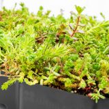 Sedum cassette