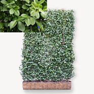 Euonymus Dart’s Blanket
