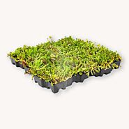 Sedum cassette