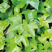 Hedera Green Ripple