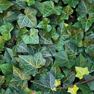 Hedera Helix Woerner