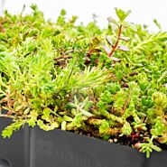 Sedum cassette
