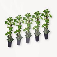 Klimplanten Hedera Hibernica