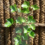 Kokowall plantkrammen 