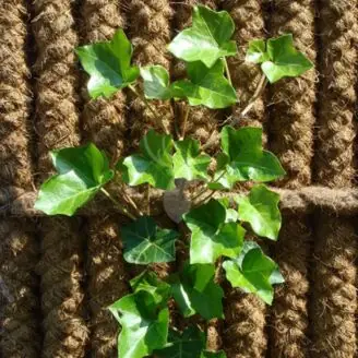 Kokowall plantkrammen 