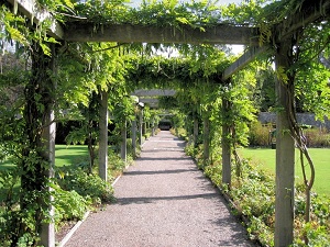 Pergola met klimplanten