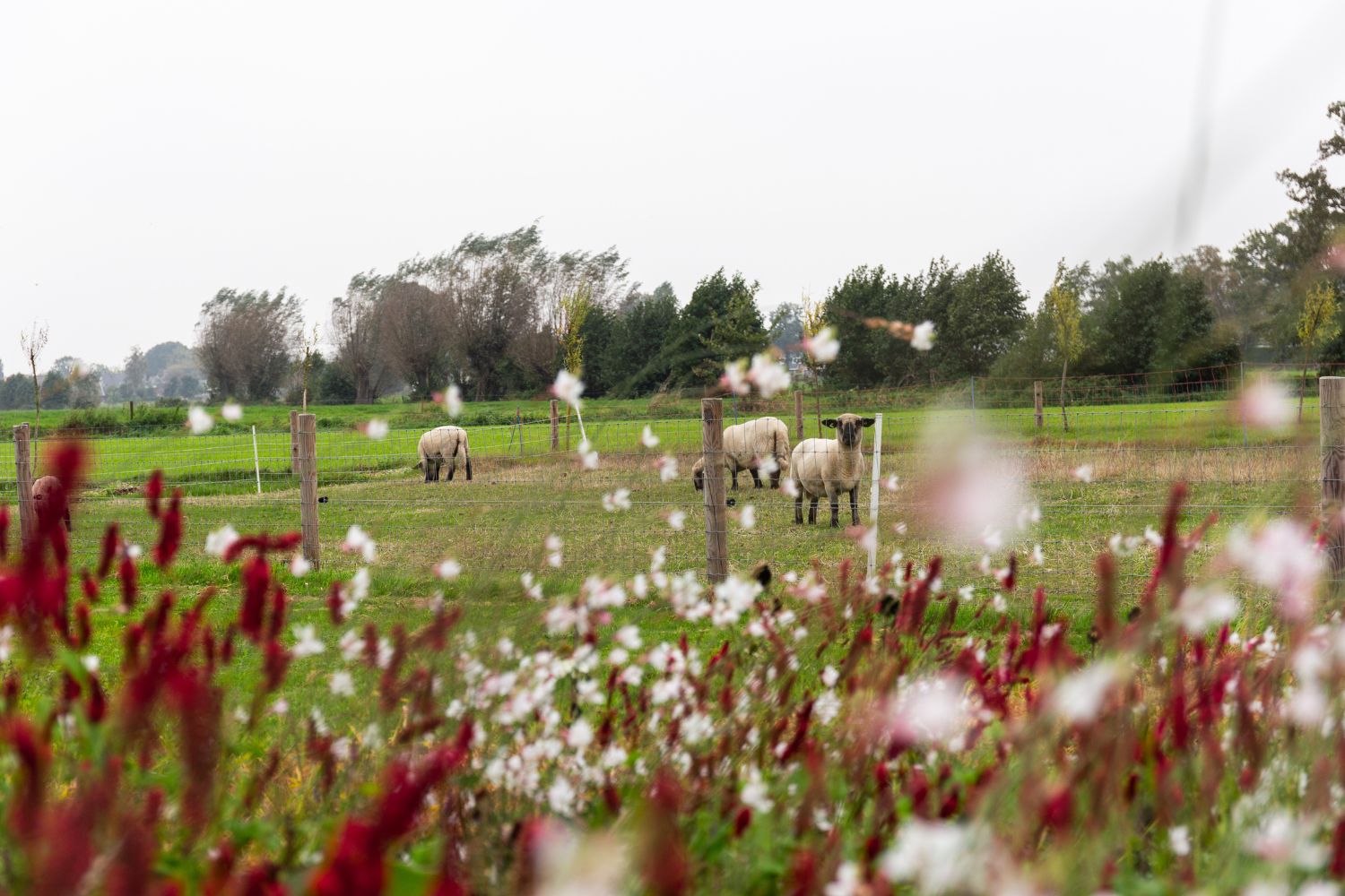Landelijke tuinstijl dieren in de tuin