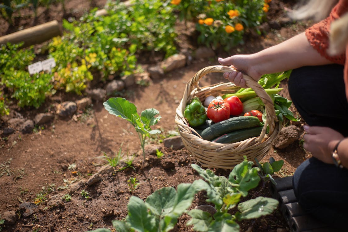 Landelijke tuin moestuin
